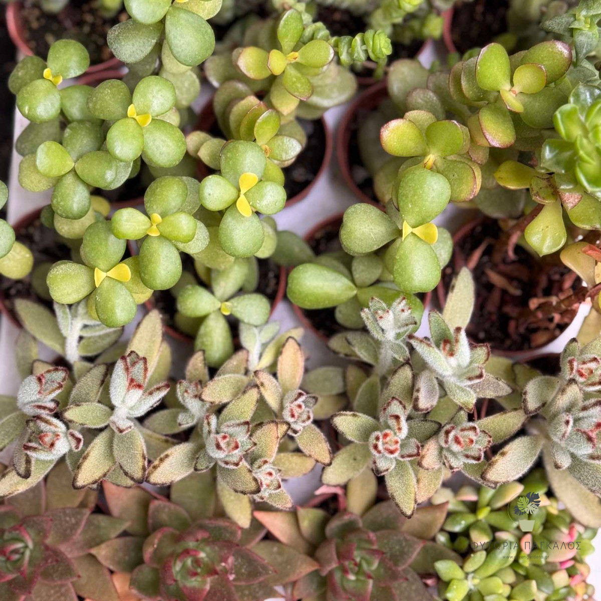 🌵 ΚΡΑΣΟΥΛΑ – Crassula sp - 2